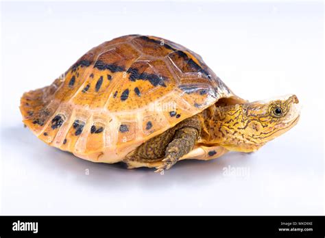 八角龜|黑腹花背箱龜 Flowerback box turtle